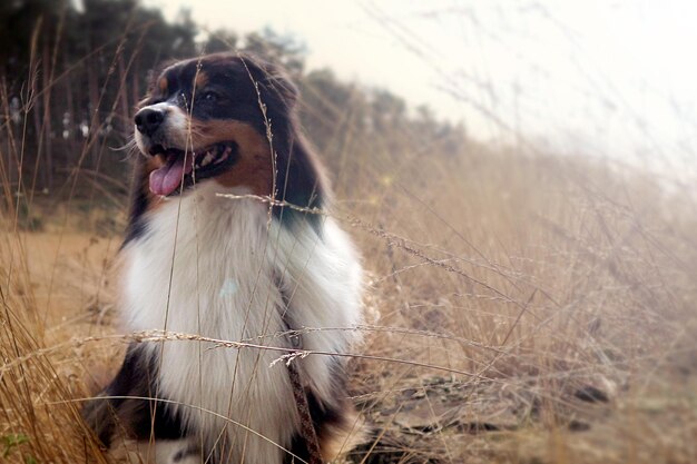 空の向こうの草原に座っている犬のクローズアップ