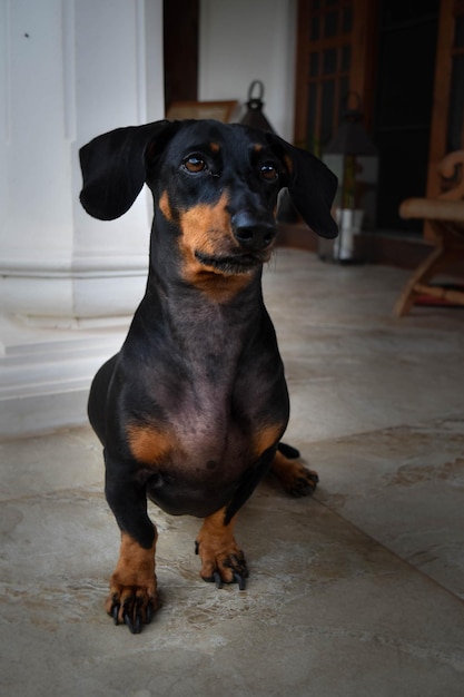 家に座っている犬のクローズアップ