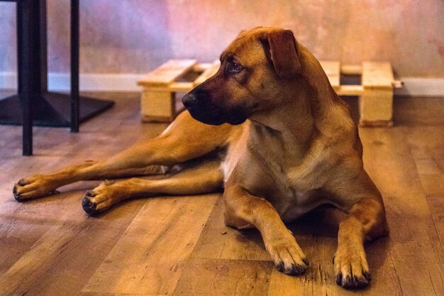 Photo close-up of dog sitting at home