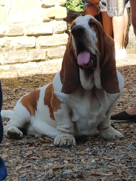 Close-up of dog sitting outdoors