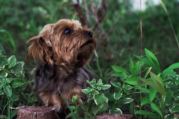 Foto close-up di un cane seduto all'aperto