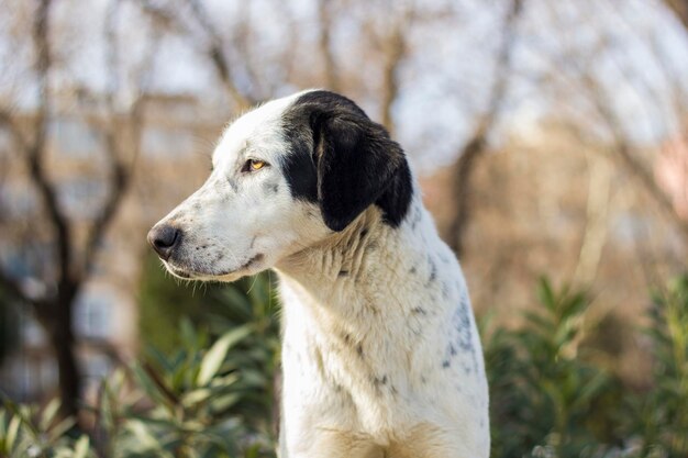 Photo close-up of dog sitting outdoors