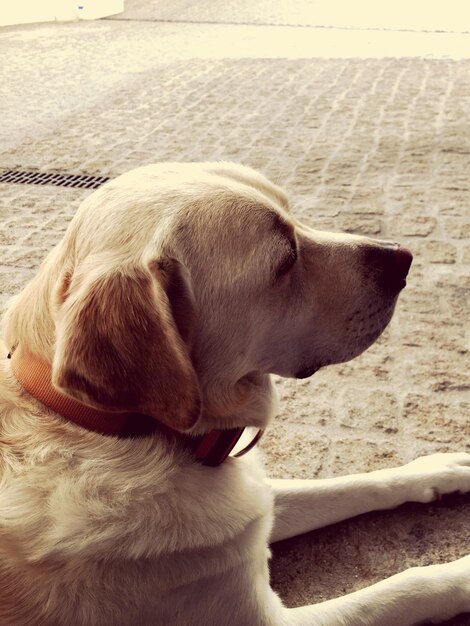 Photo close-up of dog sitting outdoors