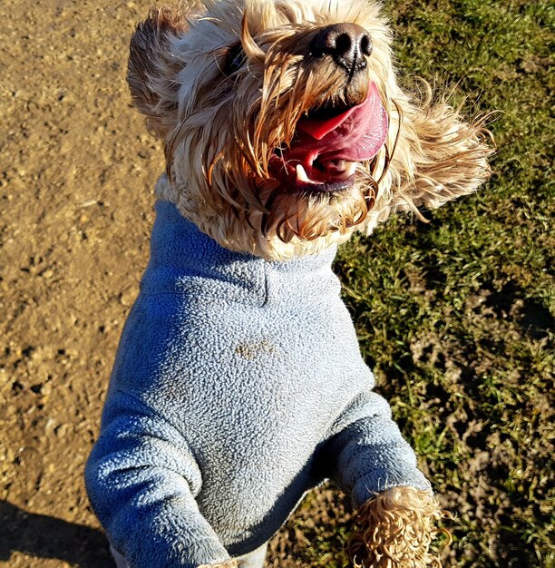 Foto close-up di un cane seduto all'aperto