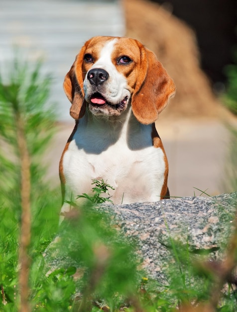 Photo close-up of dog sitting on rock