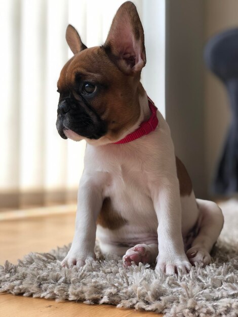 家のカーペットの上に座っている犬のクローズアップ