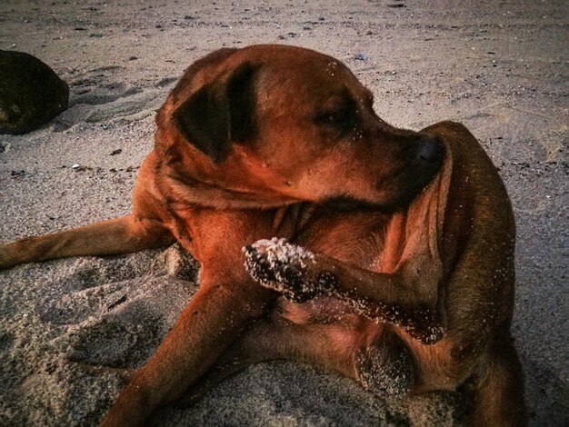 Photo close-up of dog sitting on sand