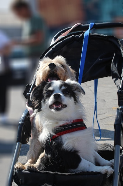 Foto close-up del cane seduto sul sedile