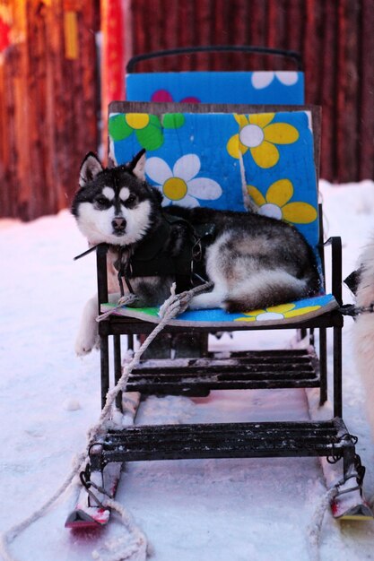 Foto close-up di un cane seduto su una slitta durante l'inverno