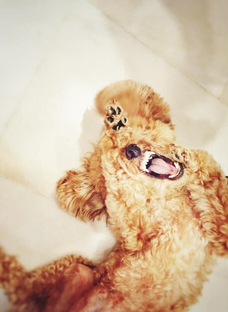 close-up of dog sitting toy