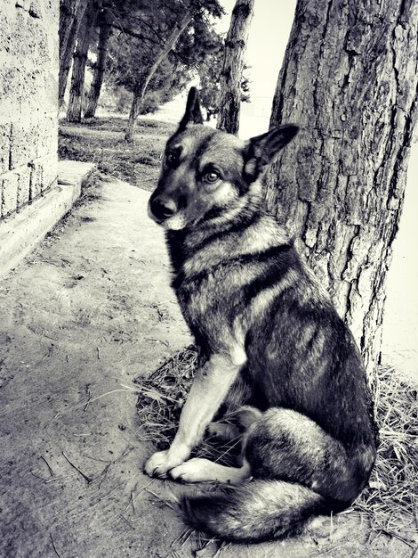 Close-up of dog sitting on tree trunk