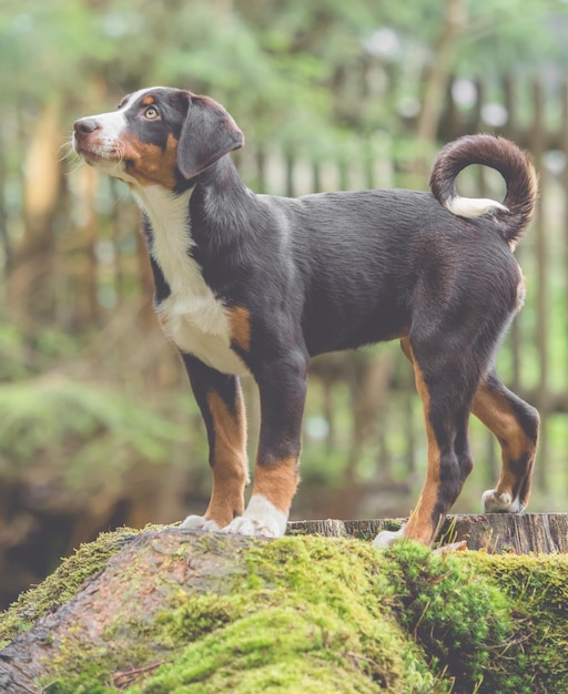 Close-up of dog sitting on tree