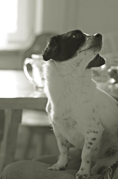 Photo close-up of dog sitting