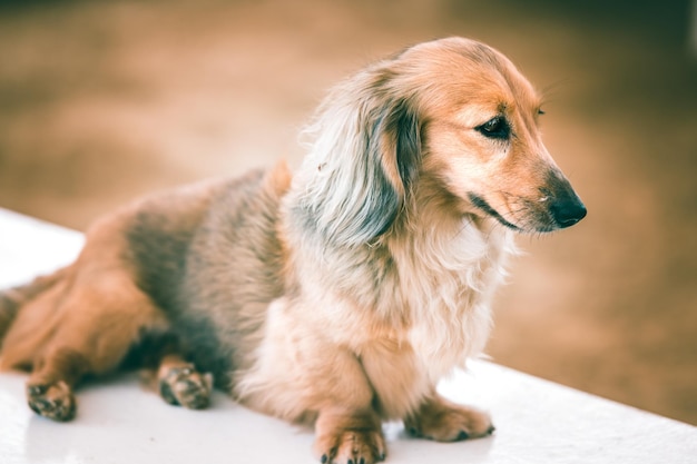 Photo close-up of dog sitting