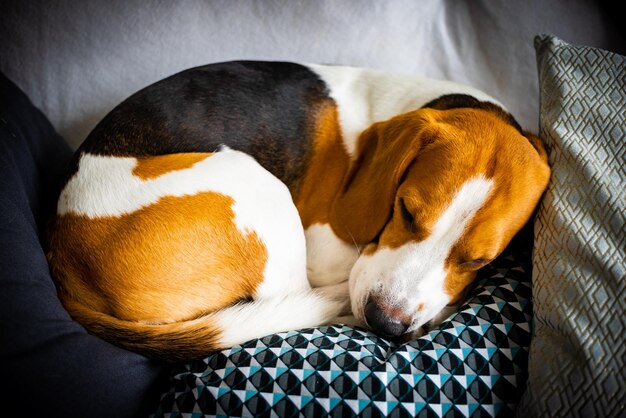 家のベッドで眠っている犬のクローズアップ