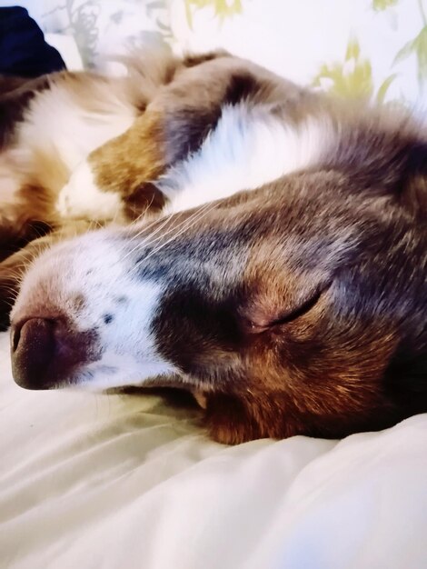 Close-up of dog sleeping on bed