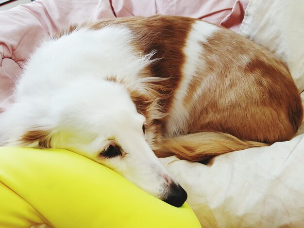 Close-up of dog sleeping on bed