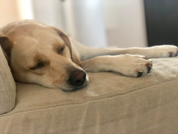 Close-up of a dog sleeping on bed