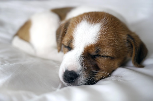 Foto close-up di un cane che dorme sul letto