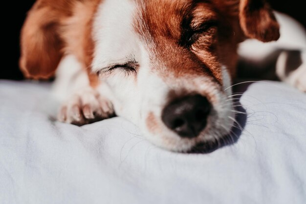 Photo close-up of dog sleeping on bed