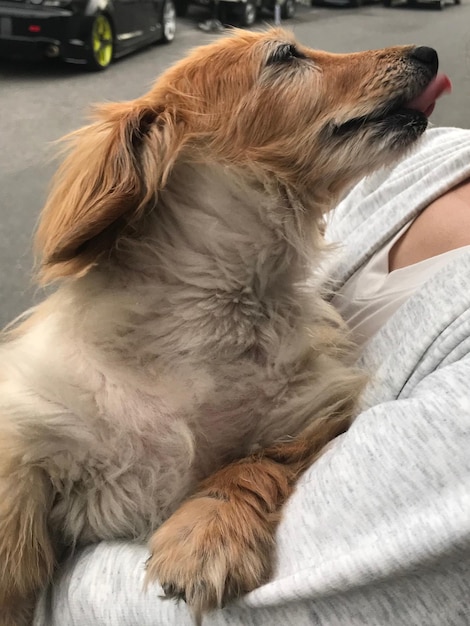 Close-up of a dog sleeping on bed