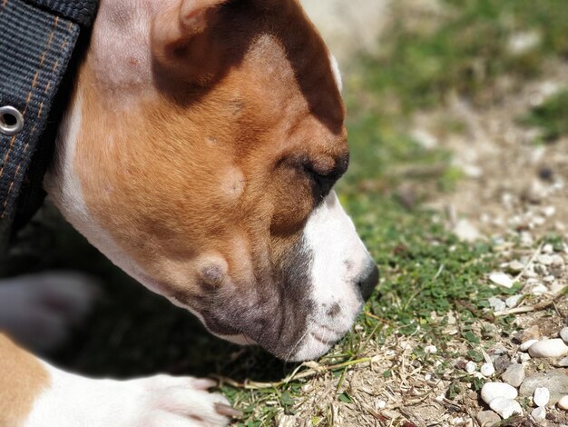 Close-up of a dog sleeping on field