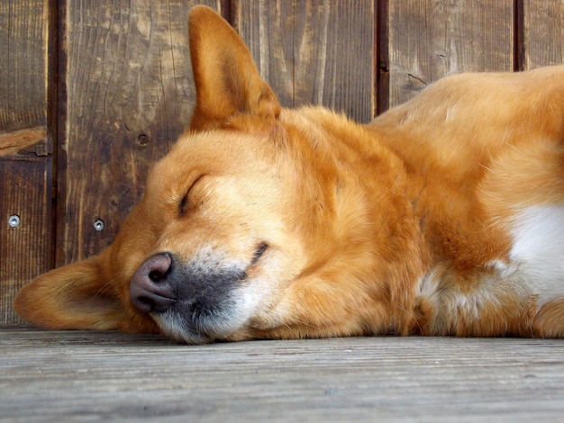 床で眠っている犬のクローズアップ