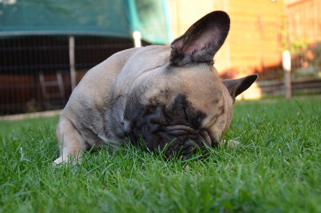 Foto close-up di un cane che dorme sull'erba