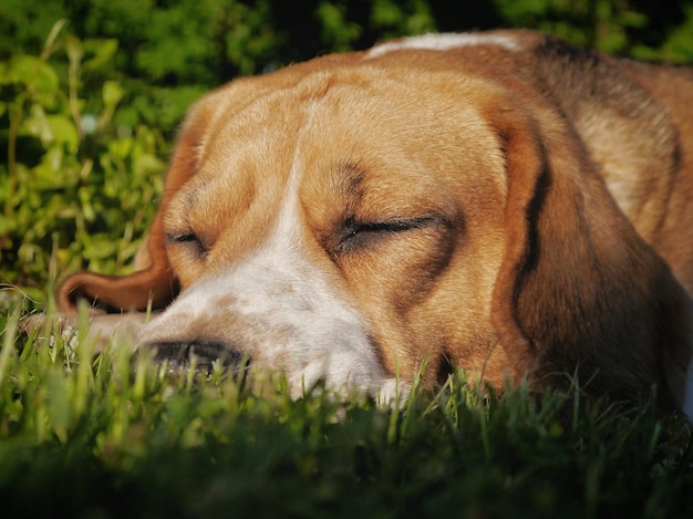 草の上で眠っている犬のクローズアップ
