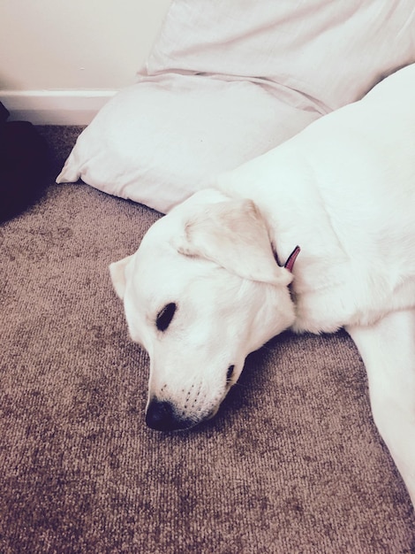 Close-up of dog sleeping at home