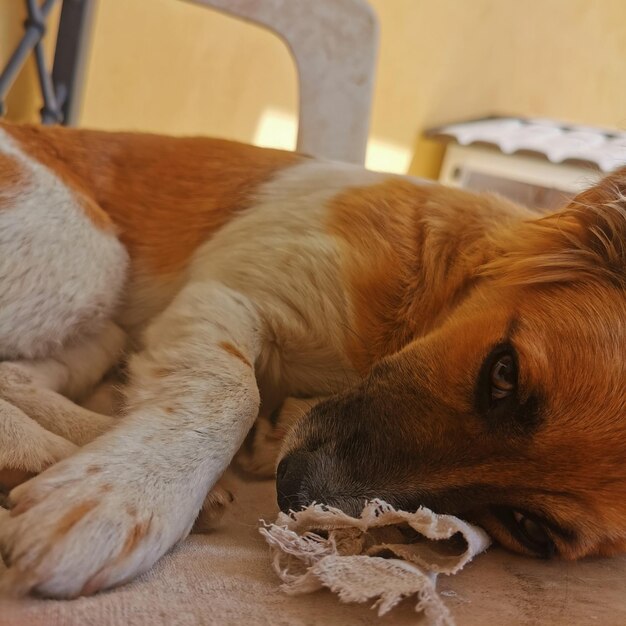 Close-up of a dog sleeping at home