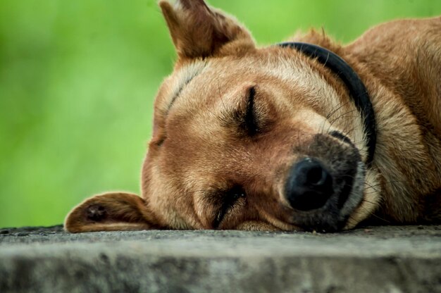 Photo close-up of dog sleeping outdoors