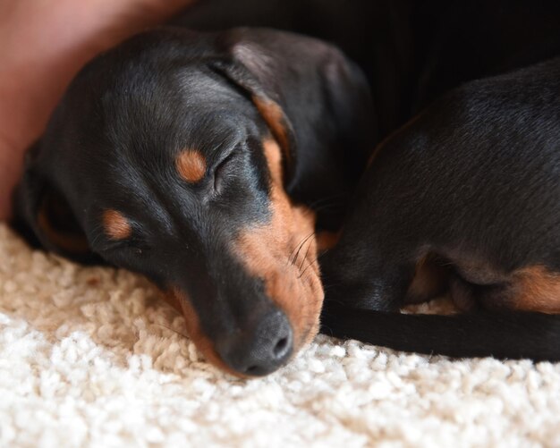 Close-up of dog sleeping on rug