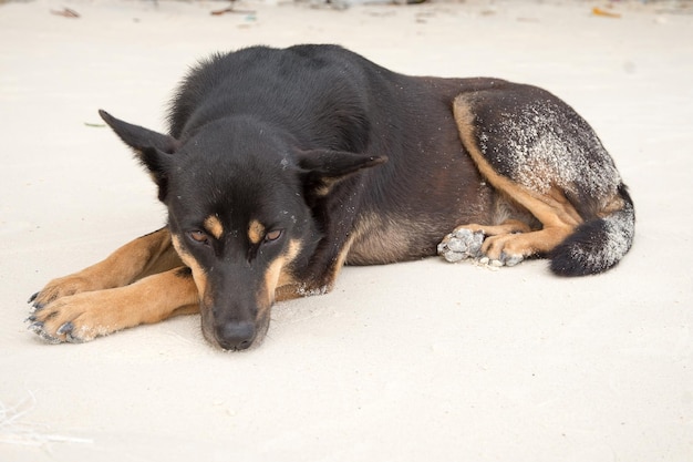 砂の上で眠っている犬のクローズアップ