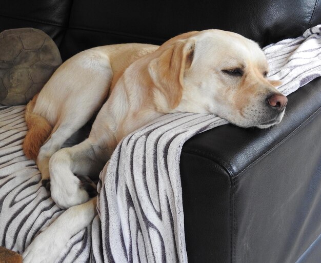 Close-up of dog sleeping on sofa at home