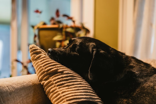 Foto close-up di un cane che dorme sul divano a casa