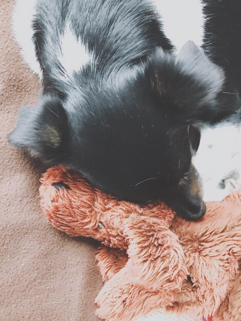 Photo close-up of dog sleeping on textile at home