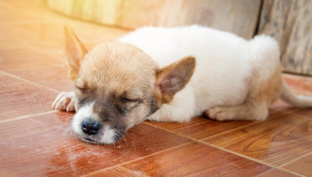 Foto close-up di un cane che dorme sul pavimento di legno