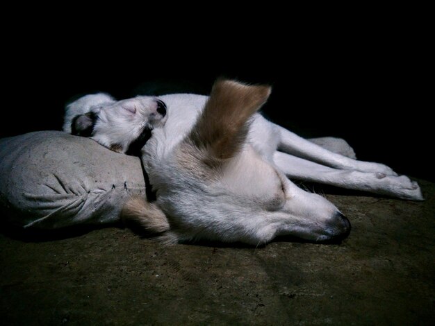 Foto prossimo piano di un cane che dorme