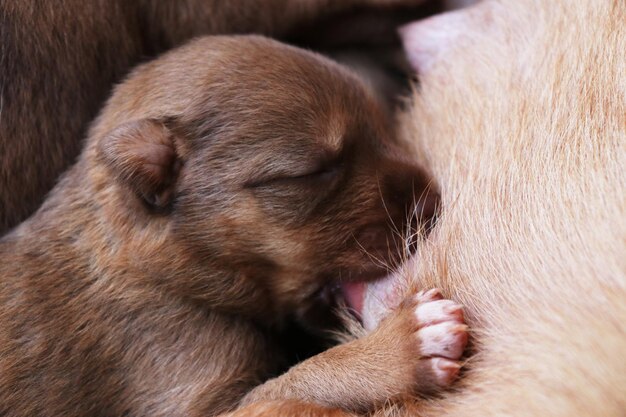 Photo close-up of dog sleeping