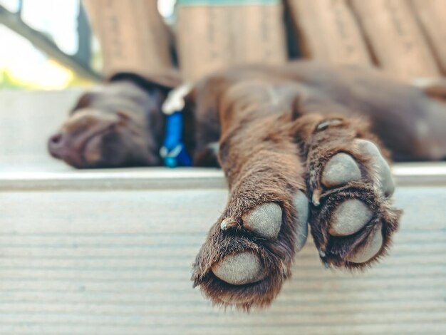 Photo close-up of dog sleeping