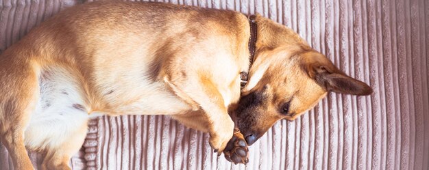 Photo close-up of a dog sleeping