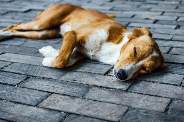 犬が眠っているクローズアップ