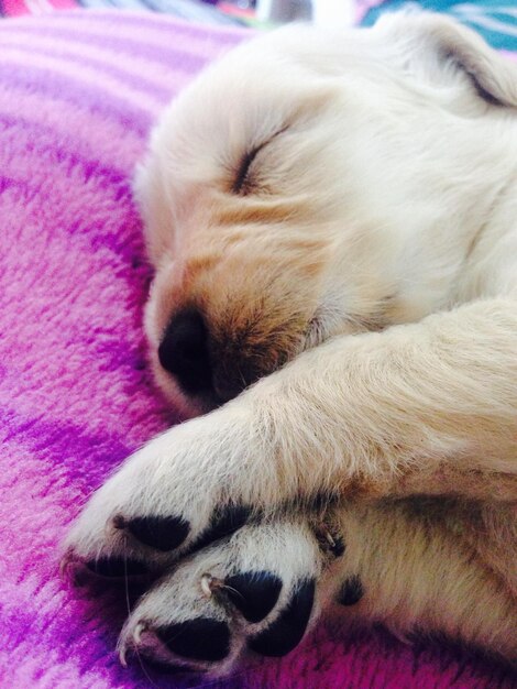 Close-up of dog sleeping