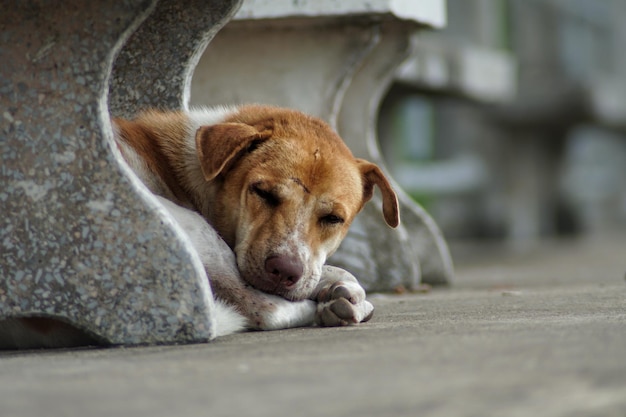 close-up of a dog sleeping
