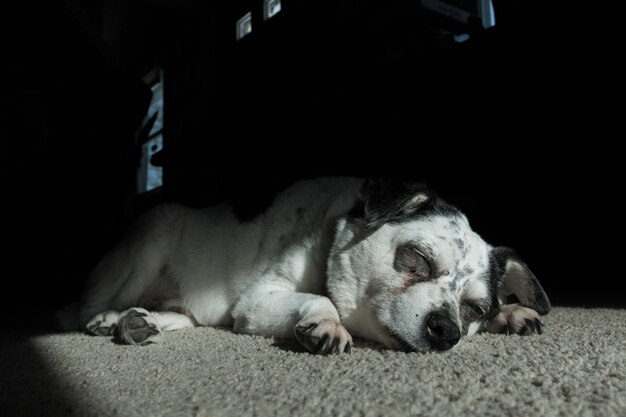 Foto prossimo piano di un cane che dorme