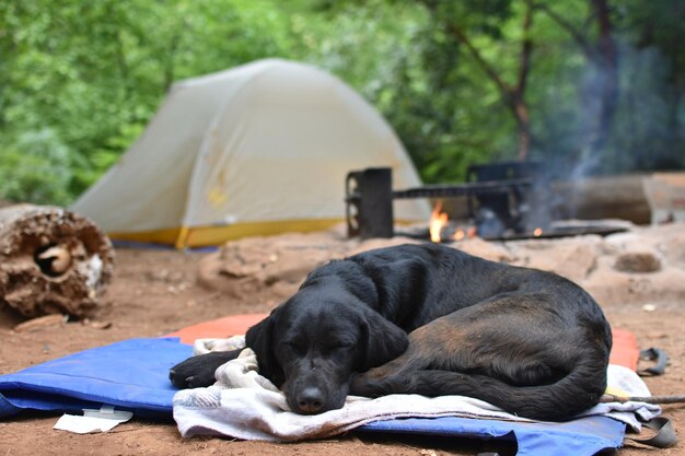 Photo close-up of dog sleeping