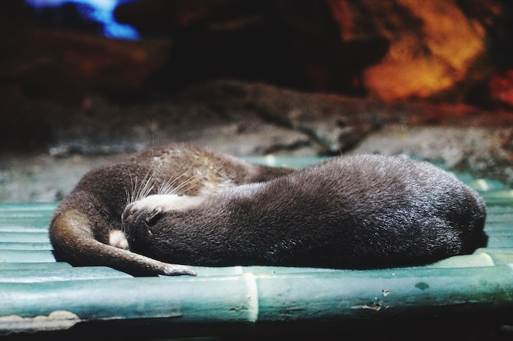 Photo close-up of a dog sleeping