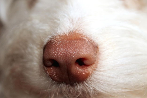 Foto prossimo piano di un cane che dorme