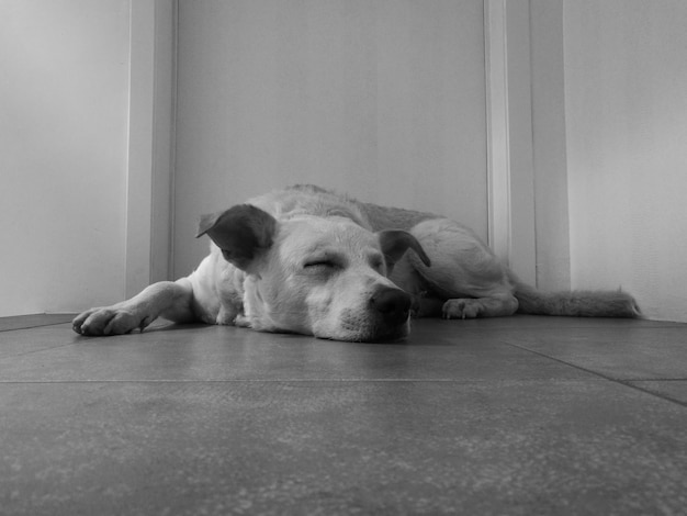 Photo close-up of dog sleeping